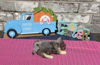 Mystic, a female Miniature Schnauzer for sale in Paris, TX – Photo 2 of 8