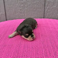 Mystic, a female Miniature Schnauzer for sale in Paris, TX – Photo 8 of 10