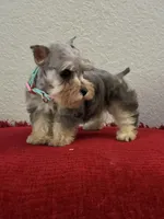 Mystic, a female Miniature Schnauzer for sale in Paris, TX – Photo 6 of 10