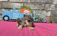 Mystic, a female Miniature Schnauzer for sale in Paris, TX – Photo 6 of 8