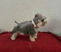 Mystic, a female Miniature Schnauzer for sale in Paris, TX – Photo 7 of 10