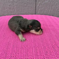 Mystic, a female Miniature Schnauzer for sale in Paris, TX – Photo 5 of 10