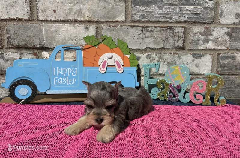 Mystic – Miniature Schnauzer puppy for sale in Paris, TX