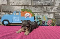 Mystic, a female Miniature Schnauzer for sale in Paris, TX – Photo 1 of 8