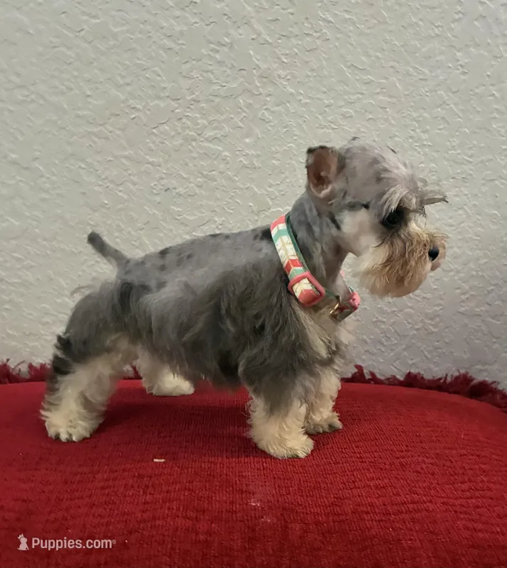 Mystic – Miniature Schnauzer puppy for sale in Paris, TX
