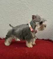 Mystic, a female Miniature Schnauzer for sale in Paris, TX – Photo 1 of 10