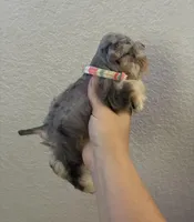 Mystic, a female Miniature Schnauzer for sale in Paris, TX – Photo 8 of 10