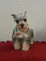 Mystic, a female Miniature Schnauzer for sale in Paris, TX – Photo 4 of 10