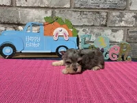 Mystic, a female Miniature Schnauzer for sale in Paris, TX – Photo 7 of 8