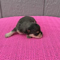 Mystic, a female Miniature Schnauzer for sale in Paris, TX – Photo 3 of 10