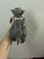 Mystic, a female Miniature Schnauzer for sale in Paris, TX – Photo 10 of 10