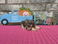 Mystic, a female Miniature Schnauzer for sale in Paris, TX – Photo 8 of 8