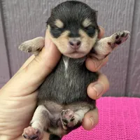 Mystic, a female Miniature Schnauzer for sale in Paris, TX – Photo 2 of 10