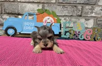 Mystic, a female Miniature Schnauzer for sale in Paris, TX – Photo 3 of 8