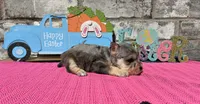 Mystic, a female Miniature Schnauzer for sale in Paris, TX – Photo 4 of 8