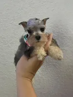 Mystic, a female Miniature Schnauzer for sale in Paris, TX – Photo 3 of 10