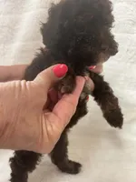 Itty Bitty, a female Poodle - Toy  for sale in Paris, TX – 4 of 6