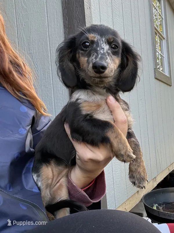Poppy – Miniature Dachshund puppy for sale in Paris, TX