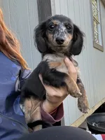 Poppy, a female Miniature Dachshund for sale in Paris, TX – 1 of 10
