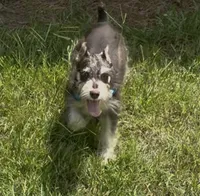 Zeke, a male Miniature Schnauzer for sale in Paris, TX – 9 of 10