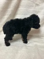 Zoro, a male Poodle - Toy  for sale in Paris, TX – 3 of 6