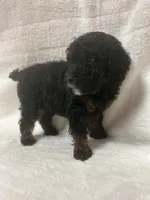 Lady, a female Poodle - Toy  for sale in Paris, TX – 5 of 8