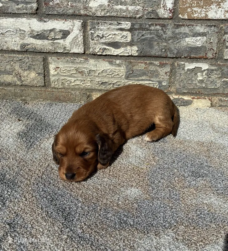 Rose – Miniature Dachshund puppy for sale in Paris, TX