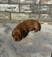 Rose (dapple), a female Miniature Dachshund for sale in Paris, TX – 1 of 10