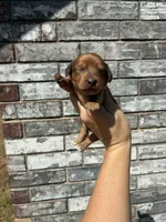 Rose, a female Miniature Dachshund for sale in Paris, TX – 4 of 10