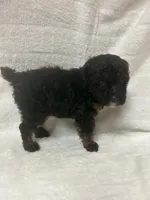 Lady, a female Poodle - Toy  for sale in Paris, TX – 2 of 8