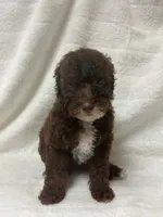 Nova, a female Poodle - Toy  for sale in Paris, TX – 2 of 9