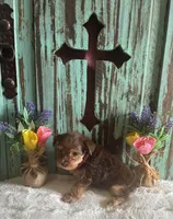 Lyla , a female Yorkshire Terrier for sale in Paris, TX – 2 of 8