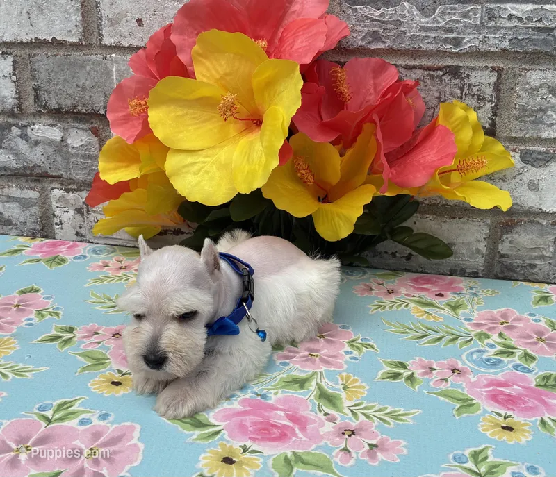 Max – Miniature Schnauzer puppy for sale in Paris, TX