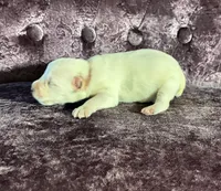 Max, a female Miniature Schnauzer for sale in Paris, TX – Photo 2 of 6