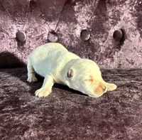 Max, a female Miniature Schnauzer for sale in Paris, TX – Photo 4 of 6