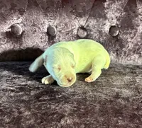 Max, a female Miniature Schnauzer for sale in Paris, TX – Photo 3 of 6