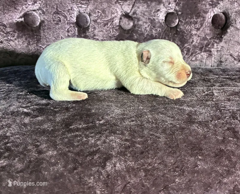 Max – Miniature Schnauzer puppy for sale in Paris, TX