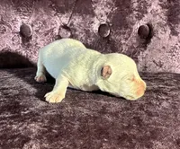 Max, a female Miniature Schnauzer for sale in Paris, TX – Photo 6 of 6