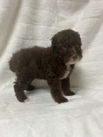 Nova, a female Poodle - Toy  for sale in Paris, TX – 6 of 9