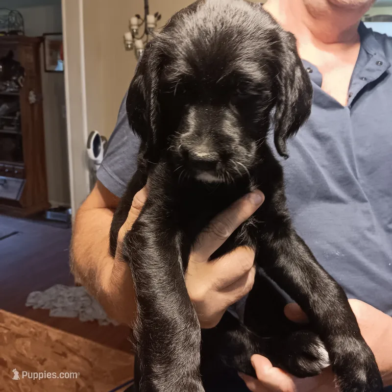 purple – Labradoodle puppy for sale in Rochester, NY
