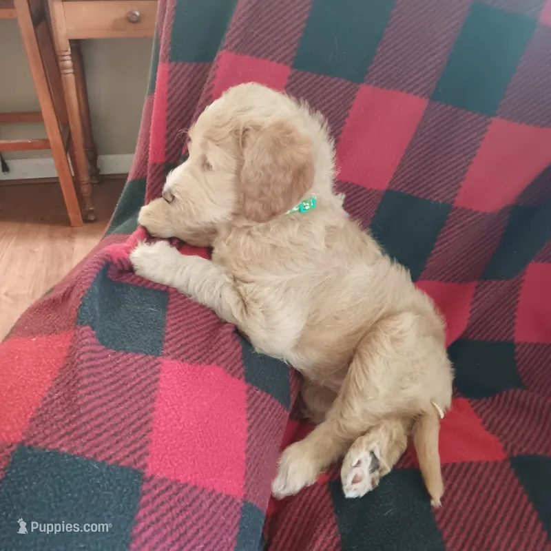 green – Labradoodle puppy for sale in Rochester, NY