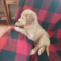 green, a female Labradoodle for sale in Rochester, NY – 1 of 1