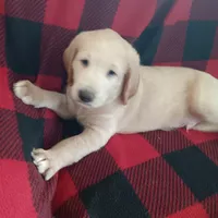 black, a male Labradoodle for sale in Rochester, NY – 1 of 1