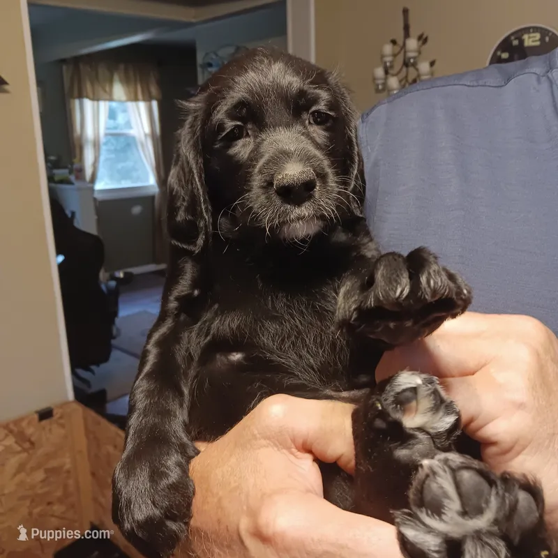 yellow – Labradoodle puppy for sale in Rochester, NY