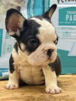 processed/0c4bf960-b4c6-465f-a6dd-3fccf60b0adc/listing/5d76c0bc-c3f7-42e6-bc78-ca61606770d3/617f7ecb-4828-4ed8-b178-d3fee8938e23