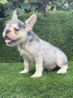 pluto, a male French Bulldog for sale in Miami, FL – Photo 3 of 4