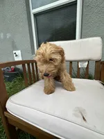 Uriel, a male Goldendoodle and Miniature Goldendoodle for sale in Winter Haven, FL – 5 of 9