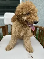 Kimmie, a female Goldendoodle and Miniature Goldendoodle for sale in Winter Haven, FL – 4 of 7