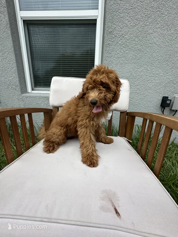 Stephy  – Goldendoodle, Miniature Goldendoodle puppy for sale in Winter Haven, FL
