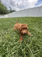 Stephy , a female Goldendoodle and Miniature Goldendoodle for sale in Winter Haven, FL – 5 of 9